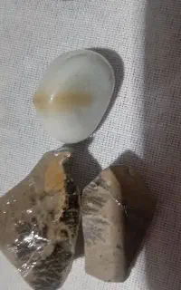شجر تراش نخورده