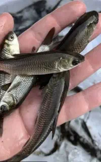 بچه آمور