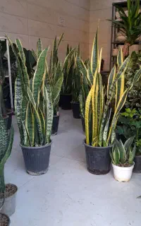 سانسوریا شمشیری