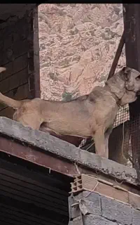 سگ سرابی نرو ماده