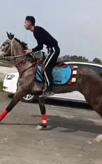 اسب مادیون ترکمن اصیل