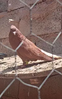 کبوتر پرشی