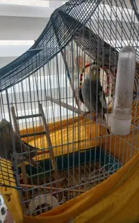 ۱جفت طوطی عروس رام
