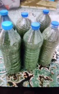 نعنا خشک تمیر و تازه    خوش عطر و خوش بو