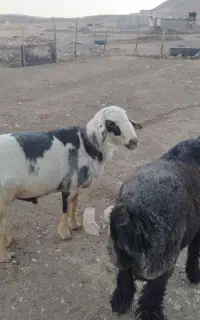 قوچ