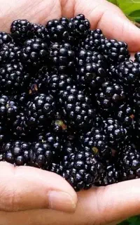 تمشک تازه جنگلی