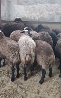 بره  شال پرواری