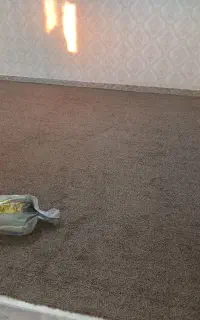 پالاز موکت