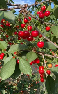 تولید نهال مثمر گوجه سبز و قرمز گیلاس گلدانی