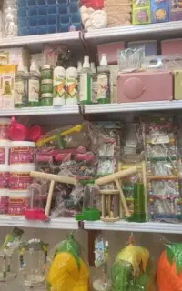 عروس هلندی برزیلی گرینچیک