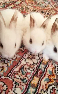 فروش خرگوش ۷۵۰عددی