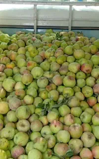 فروش سیب درختی فوری