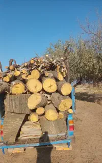 خرید چوب ضایعات درختی