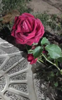 راهنمایی بابت کسب کار گلخانه