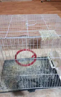 قفس