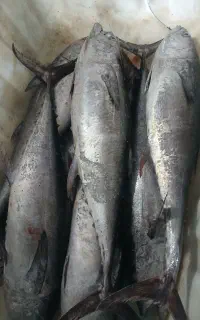 ماهی هوور
