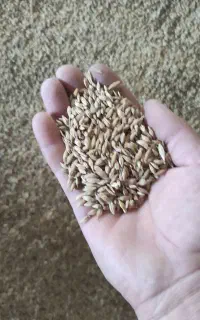جو بذری
