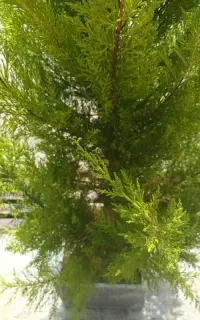 آبیاری حیاط ویلا باغبان هستم