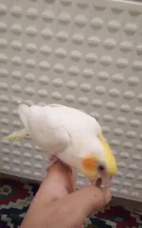 عروس هلندی. نر رام چهار ماهه