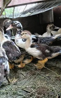 جوجه اردک اسرائیلی