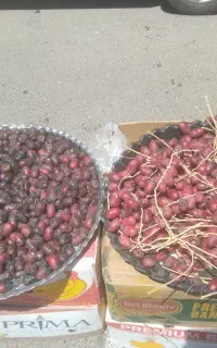 خرماتازه درجه 1بلوچستان رسید