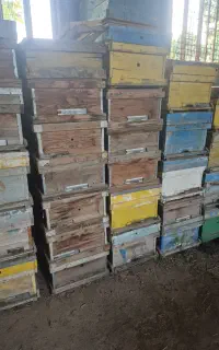 کندوی خالی لانگستروت و طبق