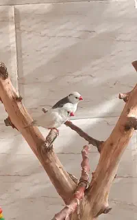 دو عدد فنچ جفت خورده