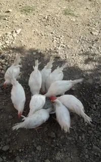 مرغ و خروس