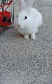 خرگوش