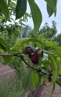 فروش میوه باغ شلیل