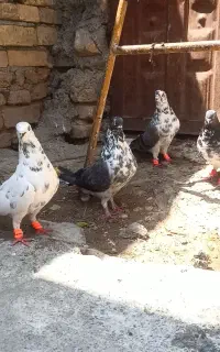 کبوتر پر