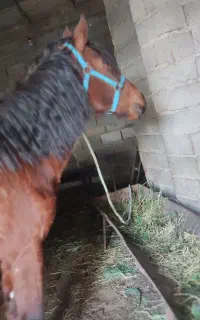 اسب سالم سرحال معاوضه با اسب دیگری هم دارم