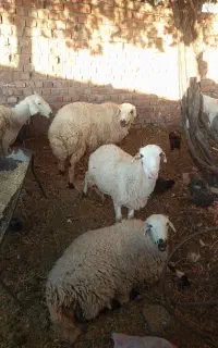 گوسفند