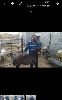 فروش قوچ هترو