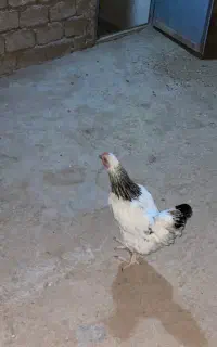 مرغ تخمگذار