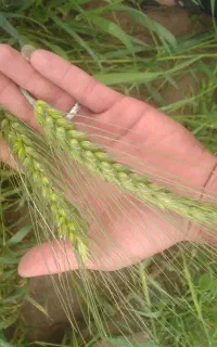 گندم فروشی