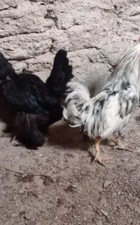 مرغ و خروس