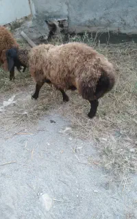 بره نر چاق
