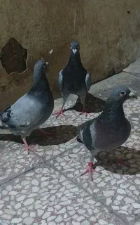 پلاکی پلاک دار