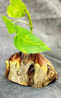 گلدان چوبی