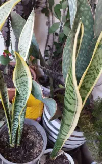 گل سانسوریا ابلق