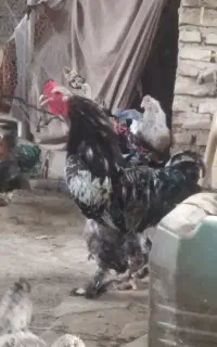 خروس برهما اصل