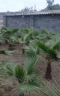 فروش فوری