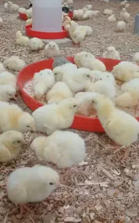 جوجه