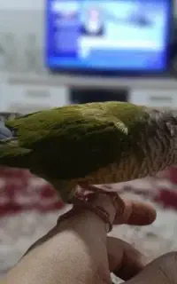 گرینچیک دستی دستی