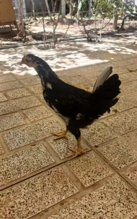 ۲تا جوجه چهل تاج