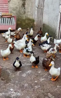 اوردک محلی دوگه خیلی درشت