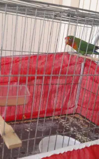 طوطی برزیلئ