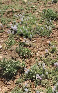 کلکنه