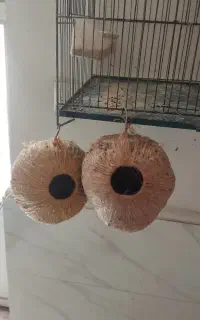 لانه فنج ومرغ عشق